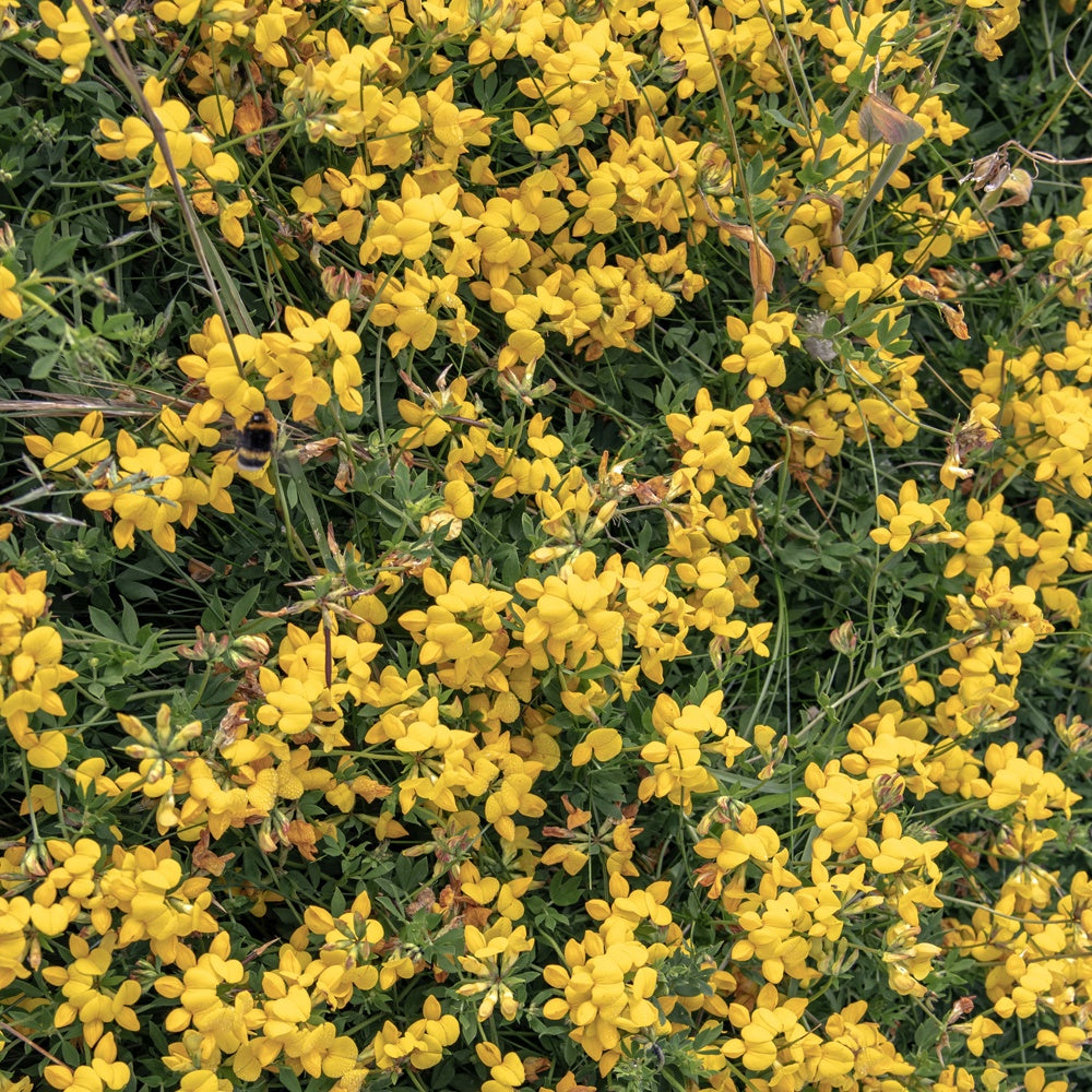 Sandginster Vancouver Gold - Genista pilosa 'vancouver gold' - Bakker