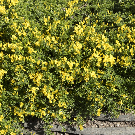 Sandginster Vancouver Gold - Bakker