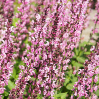 Steppensalbei Rose Marvel - Bakker