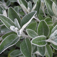 Greiskraut - Senecio compacta Drysdale - Bakker