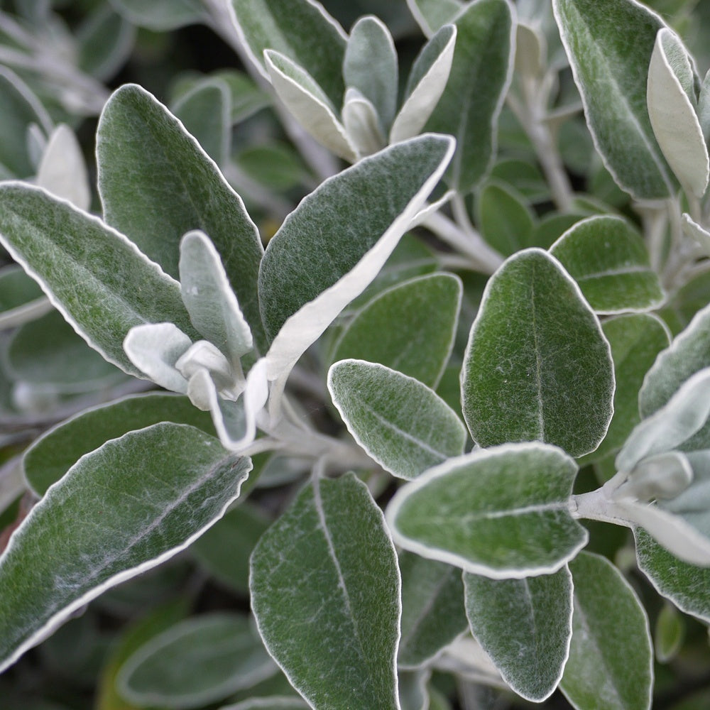 Greiskraut - Senecio compacta Drysdale - Bakker