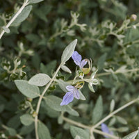 Stauden - Strauch-Gamander 'Azureum' - Teucrium fruticans 'azureum'