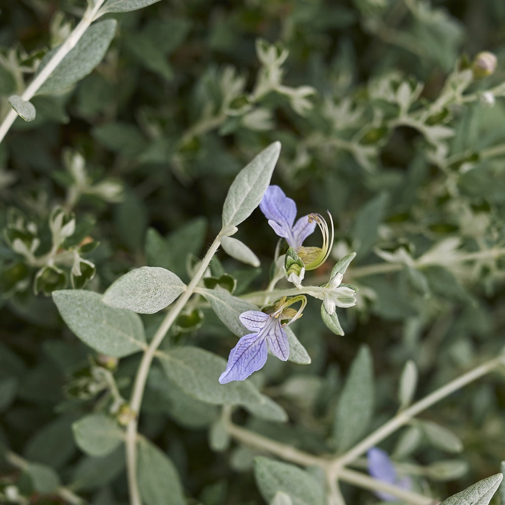 Stauden - Strauch-Gamander 'Azureum' - Teucrium fruticans 'azureum'
