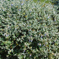 Strauch-Gamander 'Azureum' - Teucrium fruticans 'azureum' - Bakker