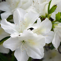 Japanische Azalee Palestrina - Azalea palestrina - Bakker