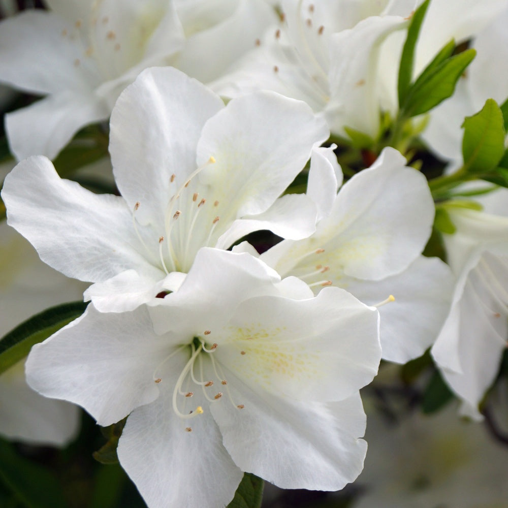 Japanische Azalee Palestrina - Azalea palestrina - Bakker