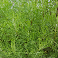 Eberraute - Artemisia abrotanum 'maritima' - Bakker