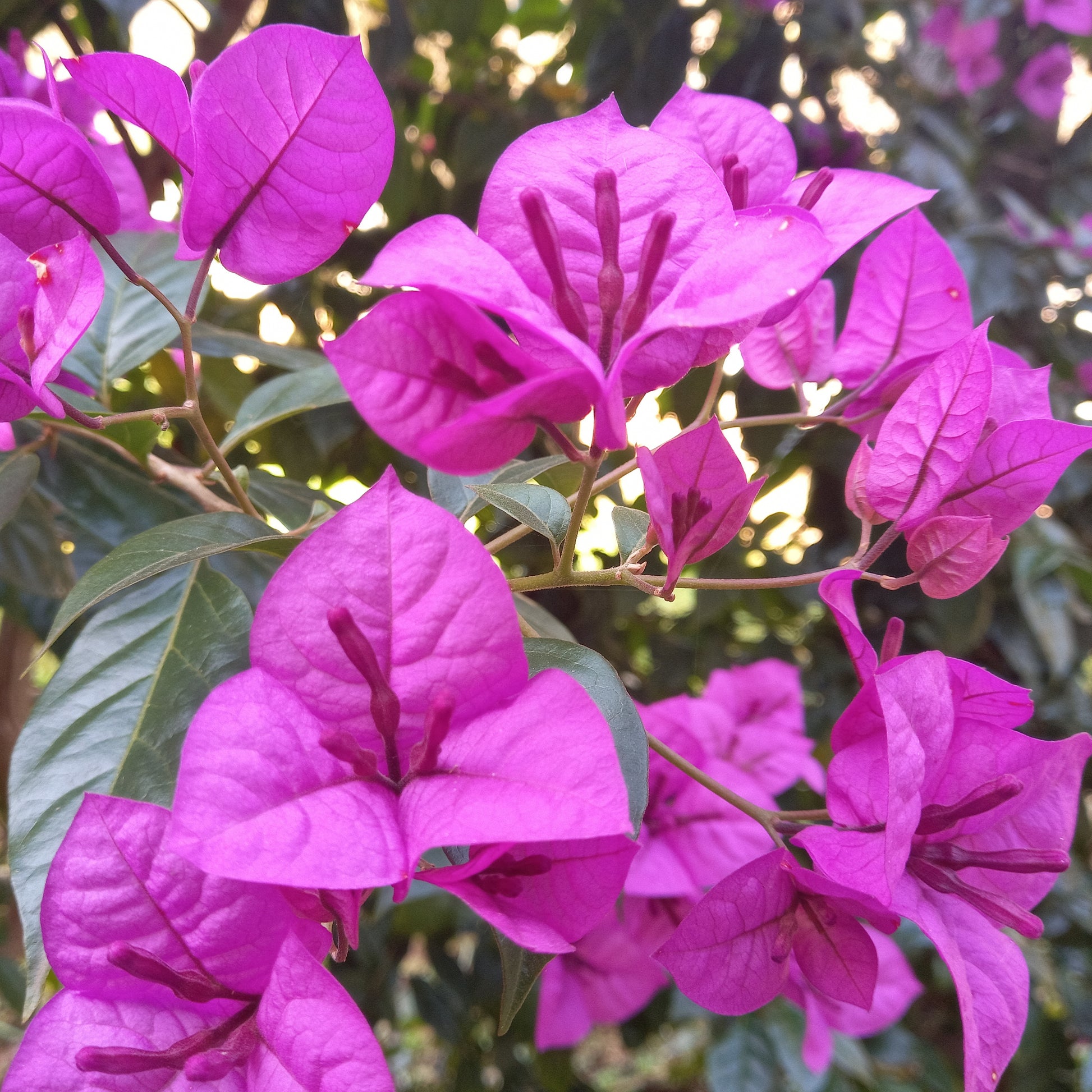 Bougainvillea ‘Violet de Meze’ - Bougainvillea Violet de Mèze - Bakker
