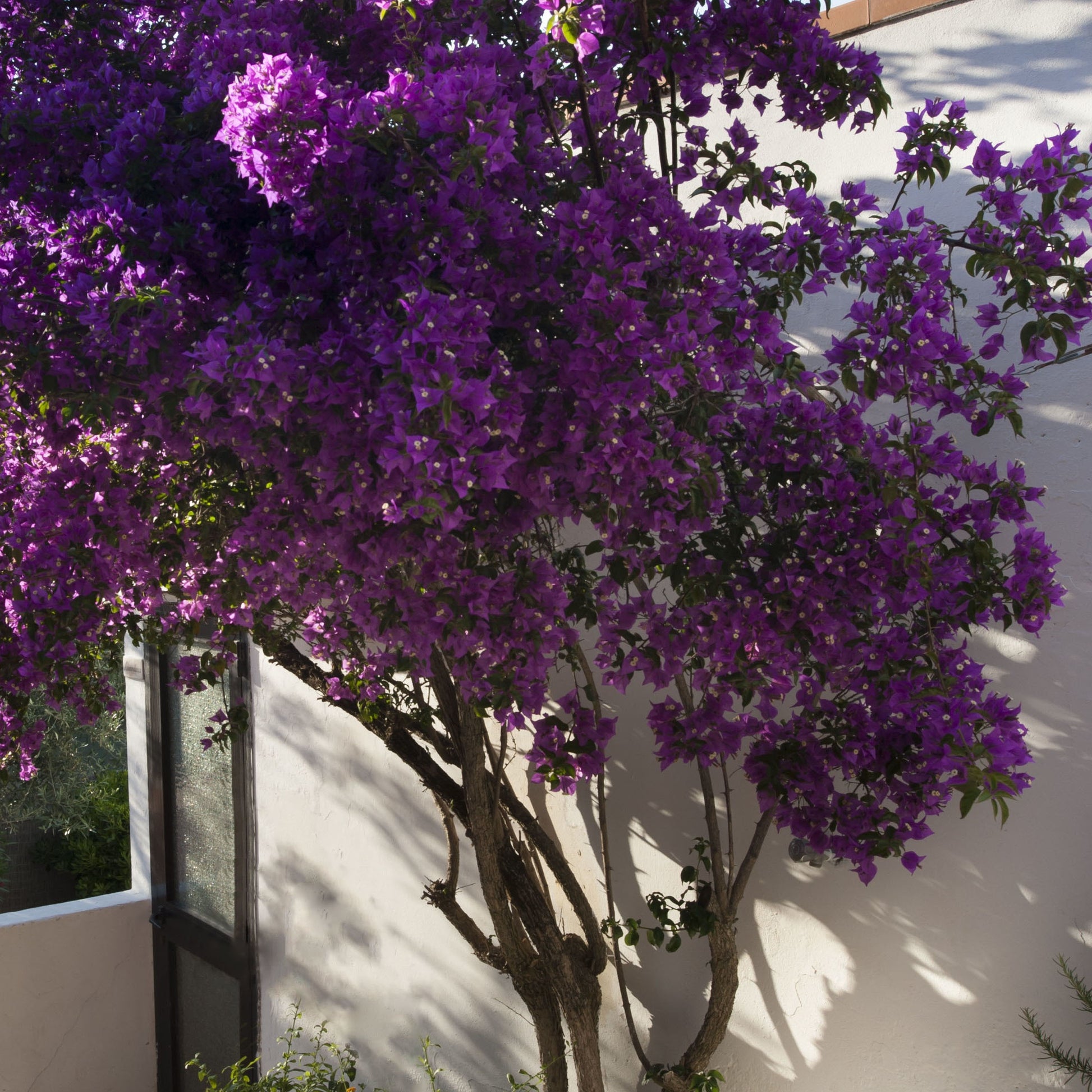 Bougainvillea - Bougainvillea ‘Violet de Meze’ - Bougainvillea Violet de Mèze