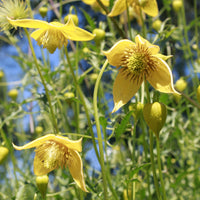 Waldrebe Little Lemons ® - Clematis 'little lemons' - Bakker