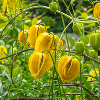 Clematis 'little lemons' - Waldrebe Little Lemons ® - Blühende Stauden