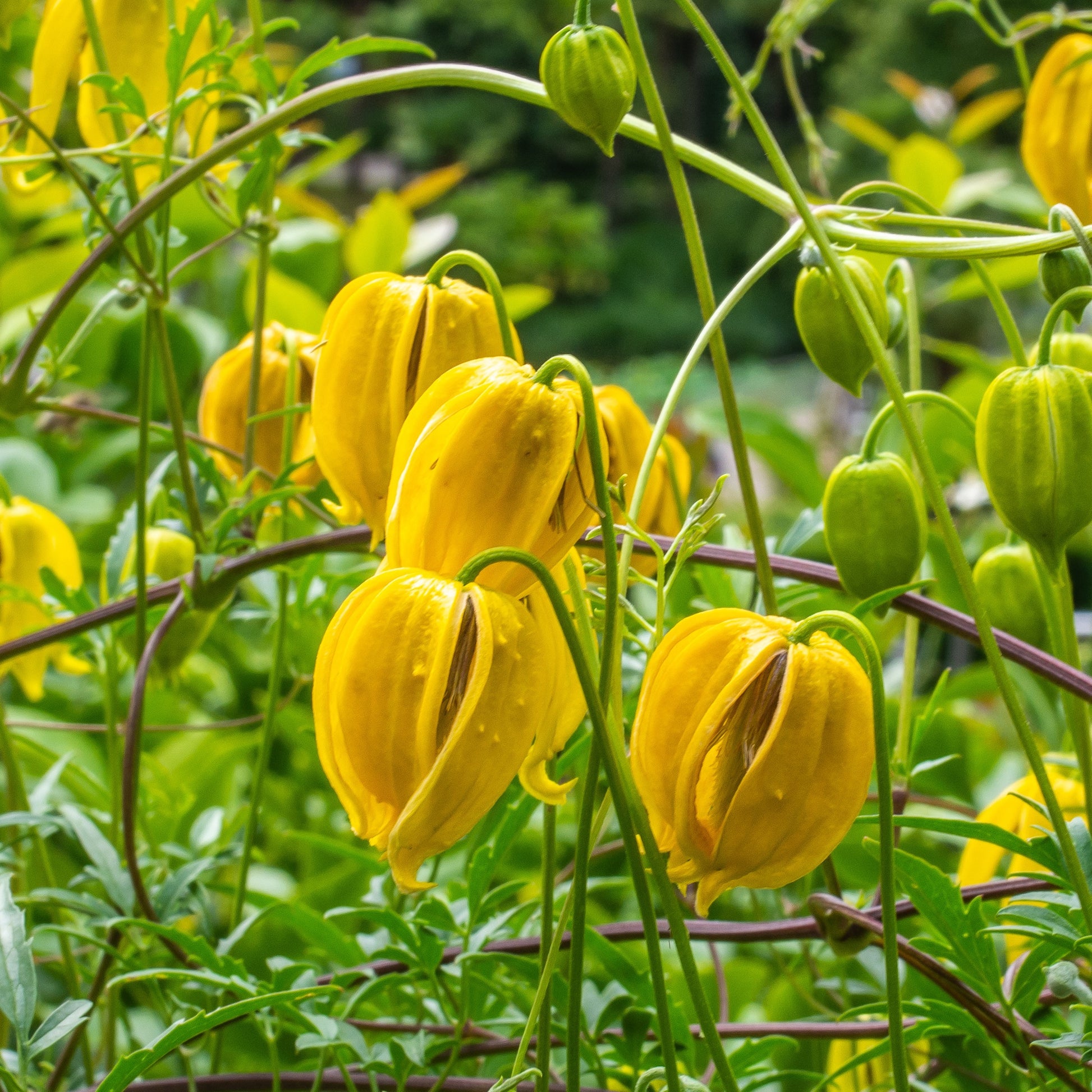 Clematis 'little lemons' - Waldrebe Little Lemons ® - Blühende Stauden