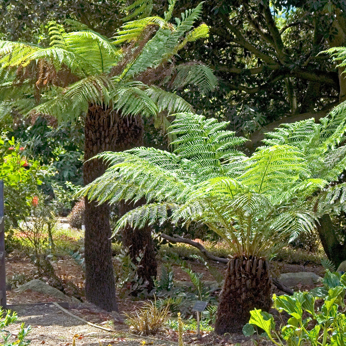 Dicksonia antarctica - Tasmanischer Baumfarn - Farne