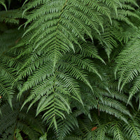 Verkauf Tasmanischer Baumfarn - Dicksonia antarctica