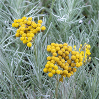 Helichrysum italicum subsp. serotinum - Currykraut - Stauden