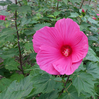 Roseneibisch Extreme Magenta ® - Hibiscus moscheutos Extreme Magenta - Bakker
