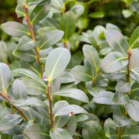 Stechpalme - Ilex maximowicziana Kanehirae - Bakker