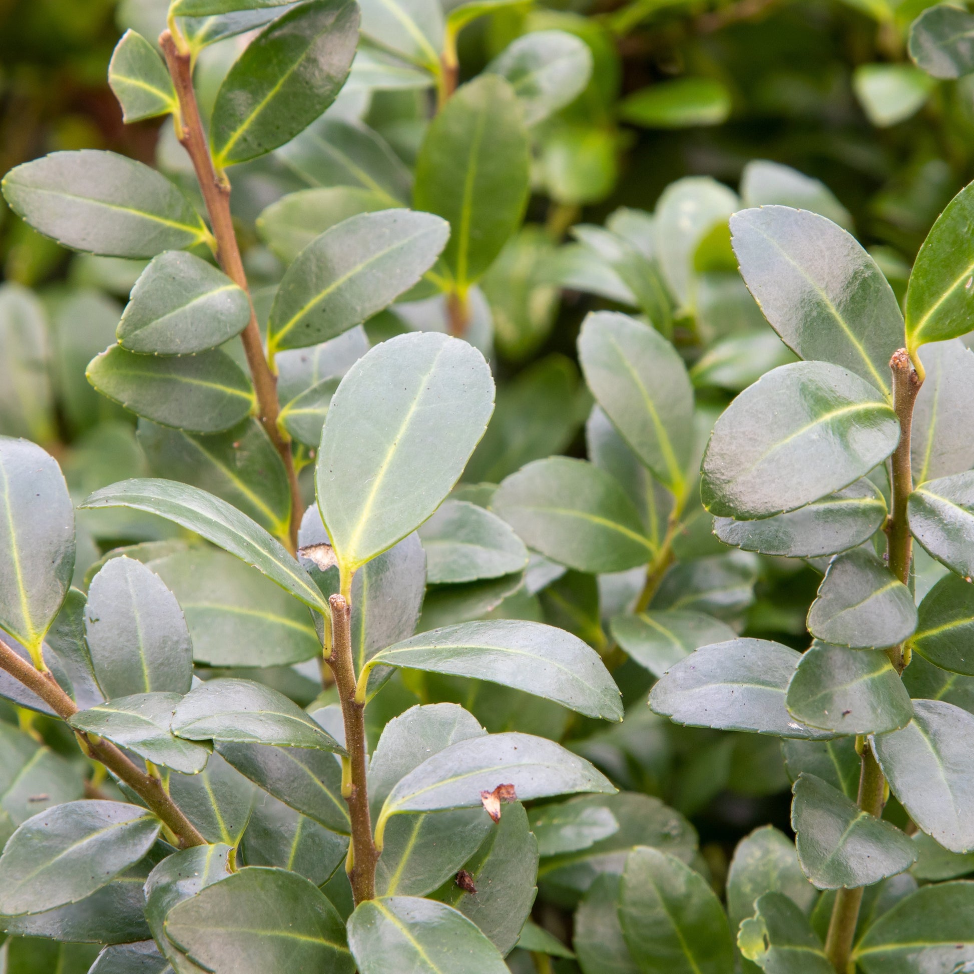 Stechpalme - Ilex maximowicziana Kanehirae - Bakker