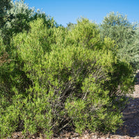 Schmalblättrige Steinlinde - Phillyrea angustifolia - Bakker
