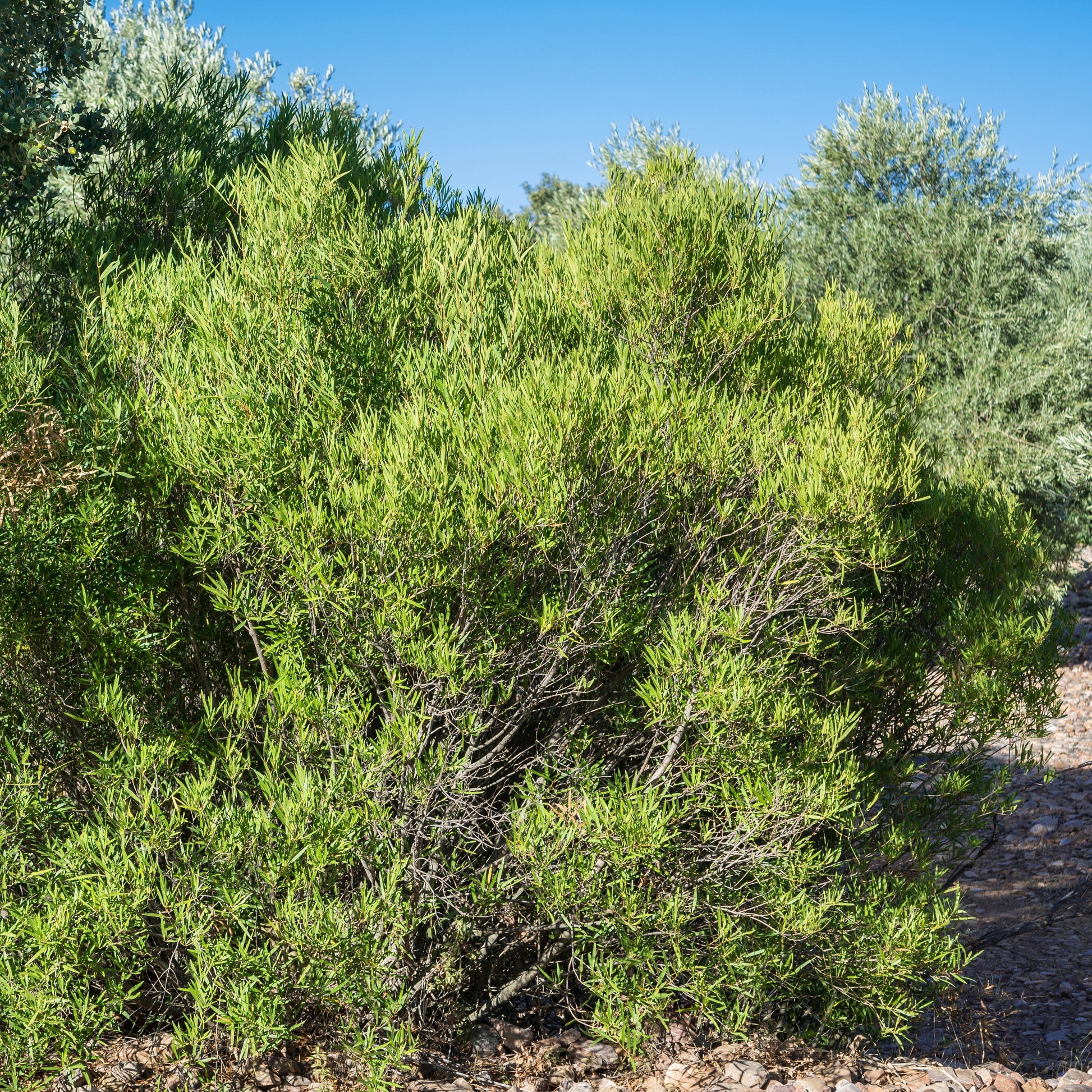 Schmalblättrige Steinlinde - Phillyrea angustifolia - Bakker
