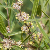 Phillyrea angustifolia - Schmalblättrige Steinlinde - Balkonblumen