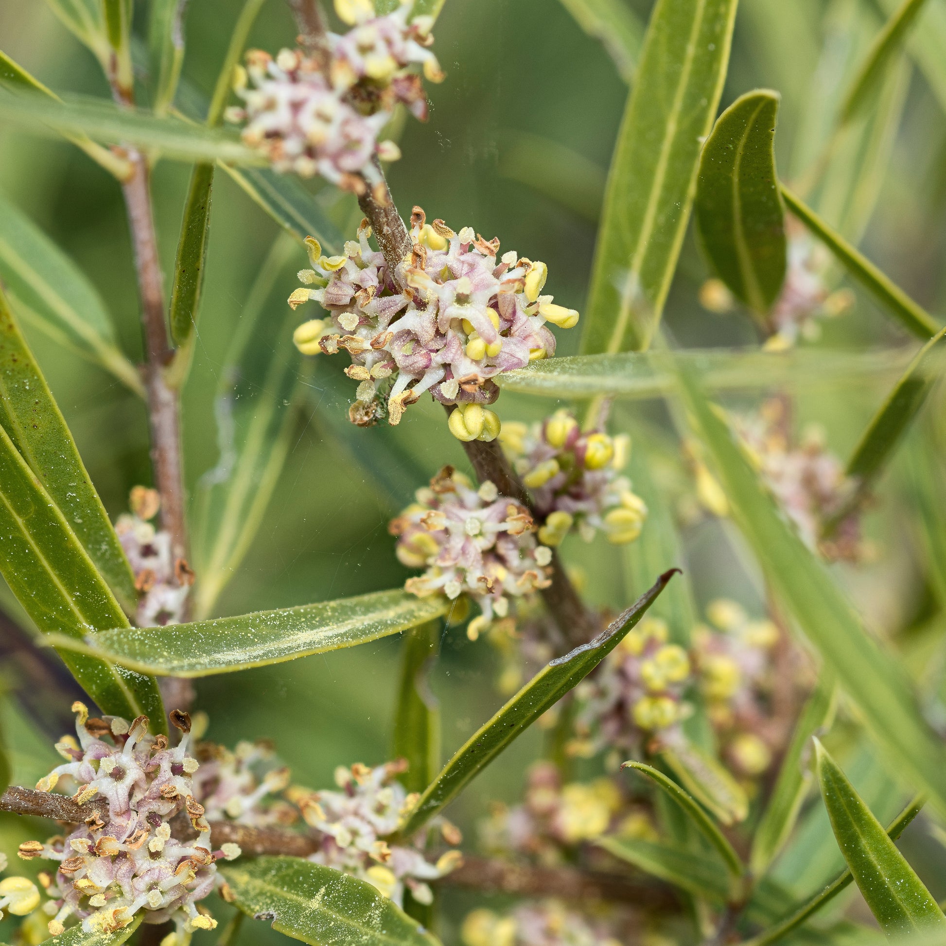 Phillyrea angustifolia - Schmalblättrige Steinlinde - Balkonblumen