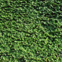 Europäische Eibe - Taxus baccata - Bakker