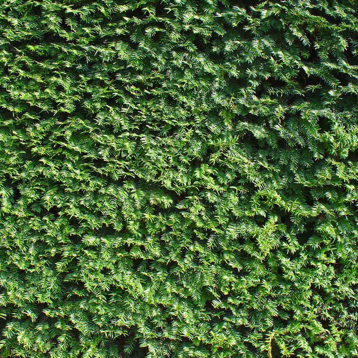 Europäische Eibe - Taxus baccata - Bakker