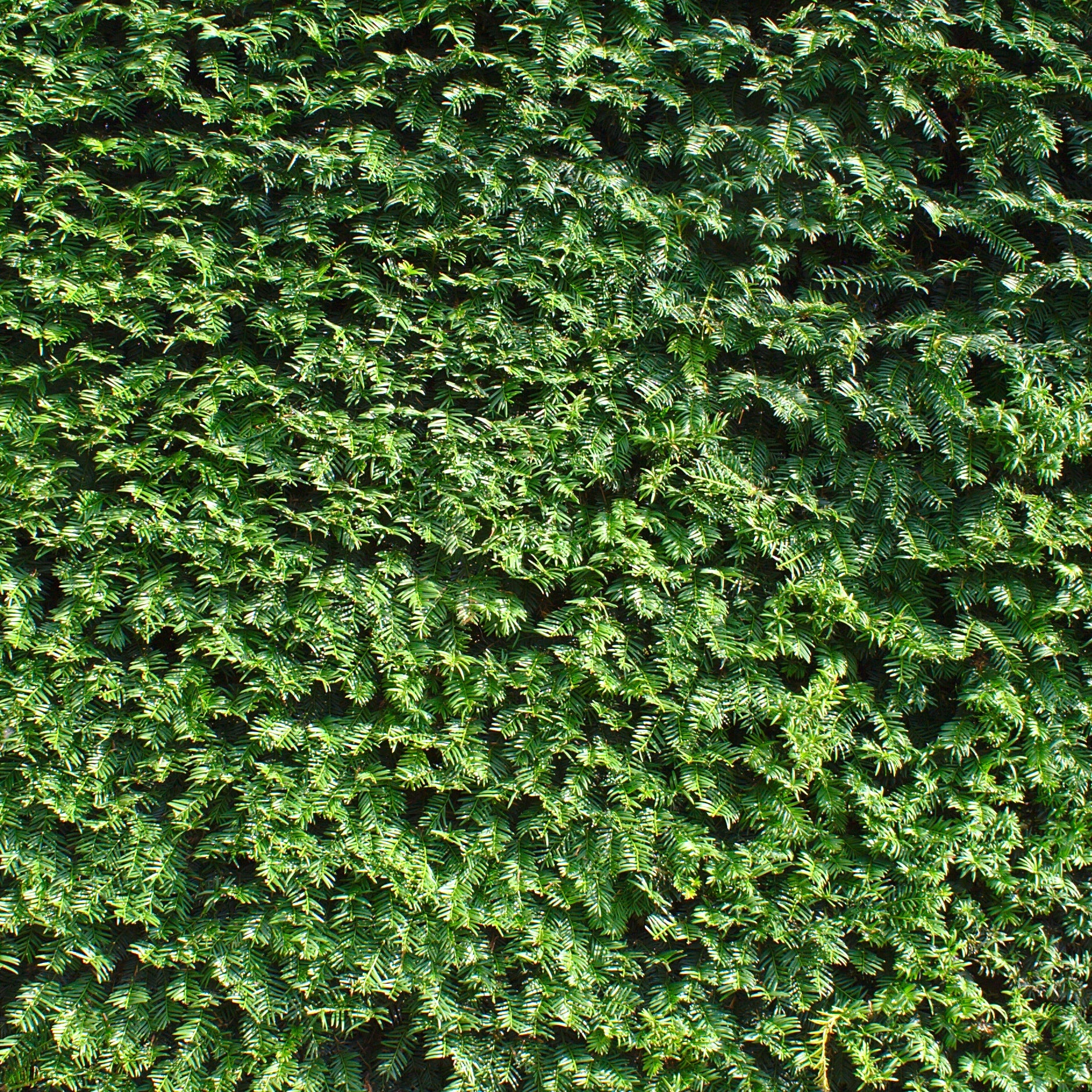 Europäische Eibe - Taxus baccata - Bakker