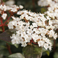 Lorbeerschneeball Eve Price - Viburnum tinus 'eve price' - Bakker