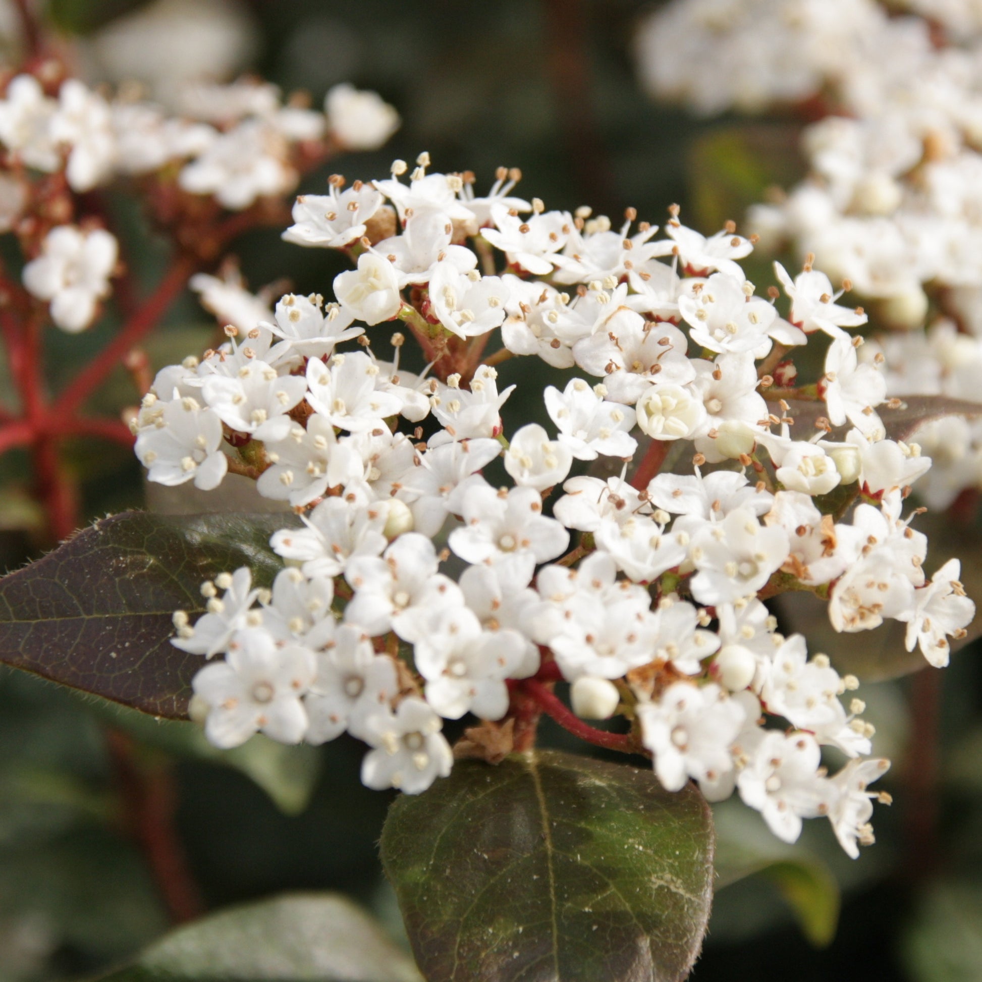 Lorbeerschneeball Eve Price - Viburnum tinus 'eve price' - Bakker