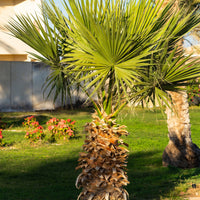 Palmen - Mexikanische Fächerpalme - Washingtonia robusta