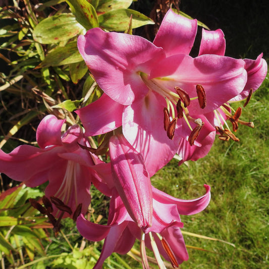 Trompetenlilie Pink Perfection (x3) - Bakker
