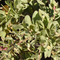 Atriplex halimus - Strauch-Melde - Balkonblumen