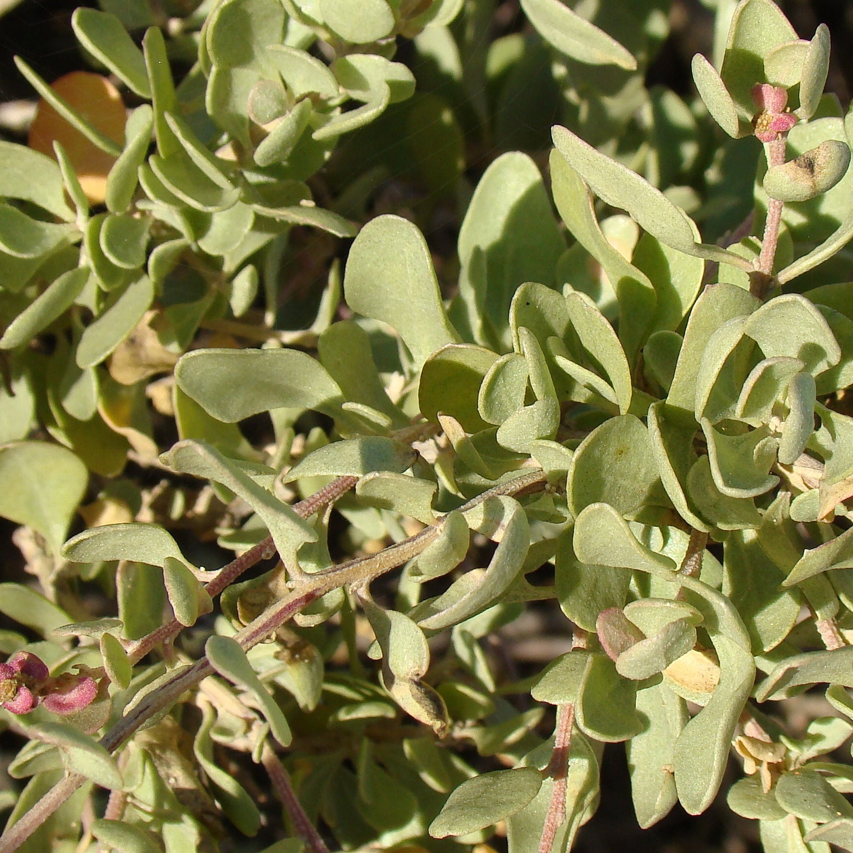 Atriplex halimus - Strauch-Melde - Balkonblumen