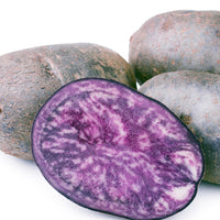 Solanum tuberosum ulysse - Kartoffel 'Ulysse' Bio - Kartoffelpflanzen