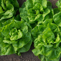 Kopfsalat Novappia (x6) - Bakker