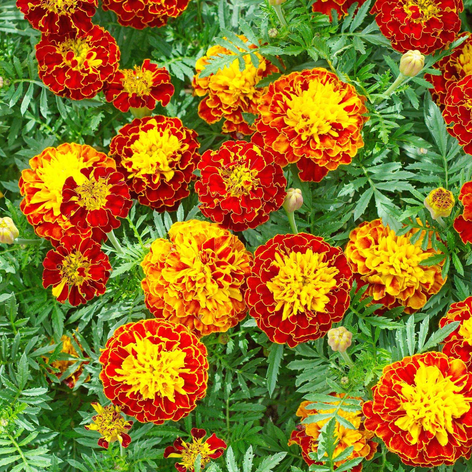 Niedrige Studentenblume - Bakker