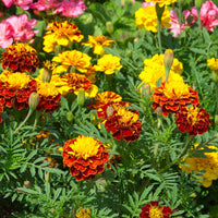 Tagetes patula - Niedrige Studentenblume - Samen für essbare Blumen