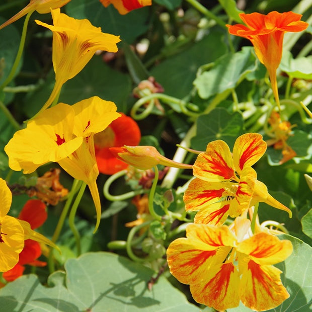 Tropaelum nanus - Kapuzinerkresse Mischung - Samen für einjährige Blumen