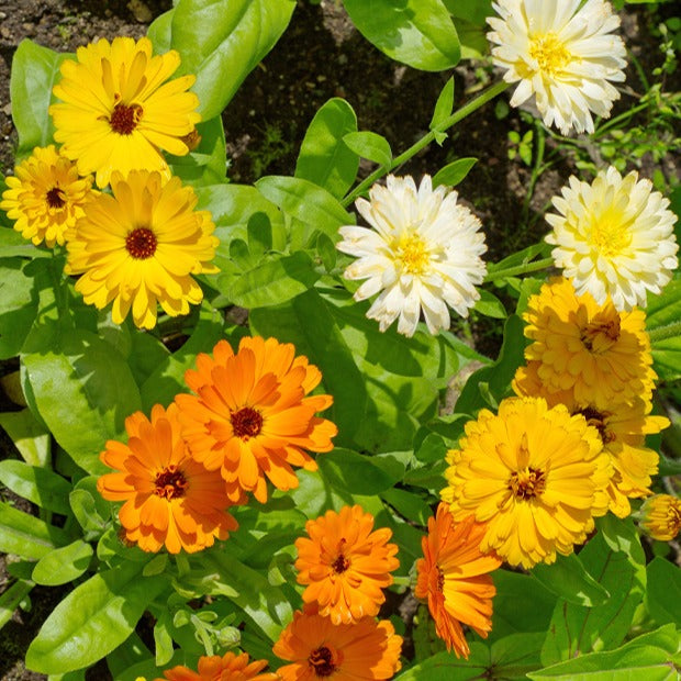 Doppelte Ringelblumen Mischungen - Calendula officinalis - Bakker