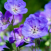 Verkauf Stauden-Storchschnabel Mischung (x9) - Geranium oxonianum katharine adèle , himalayense,