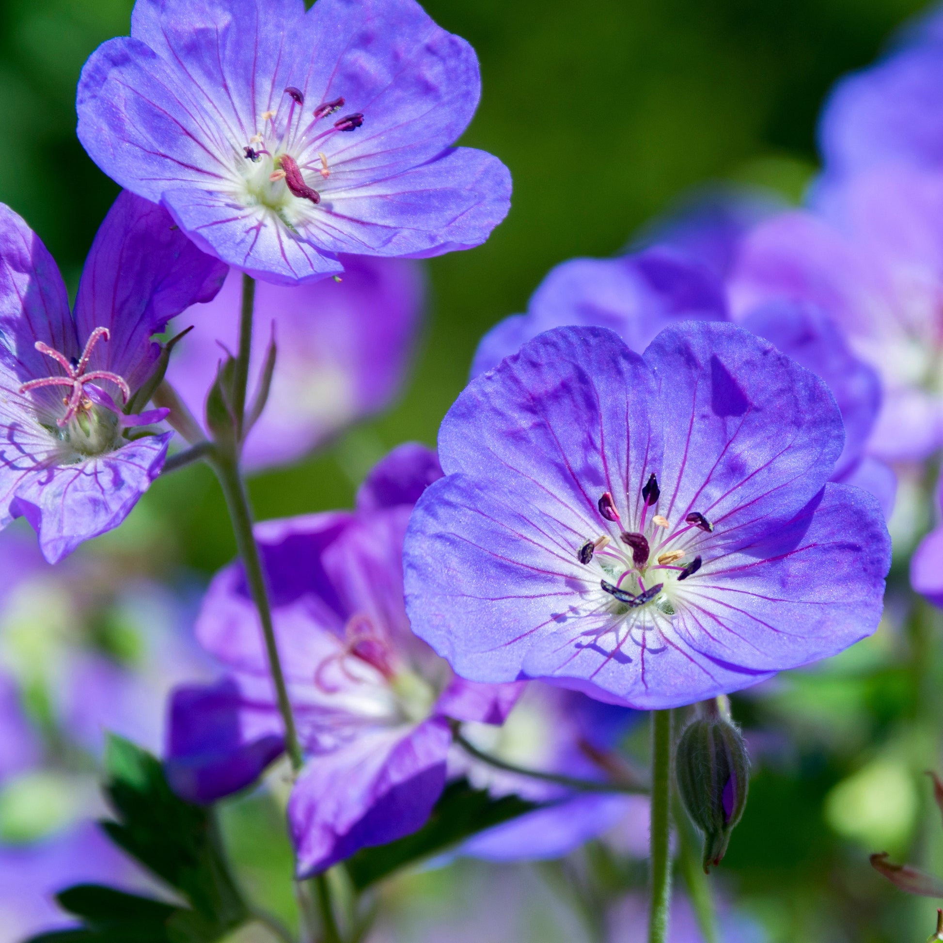 Verkauf Stauden-Storchschnabel Mischung (x9) - Geranium oxonianum katharine adèle , himalayense,