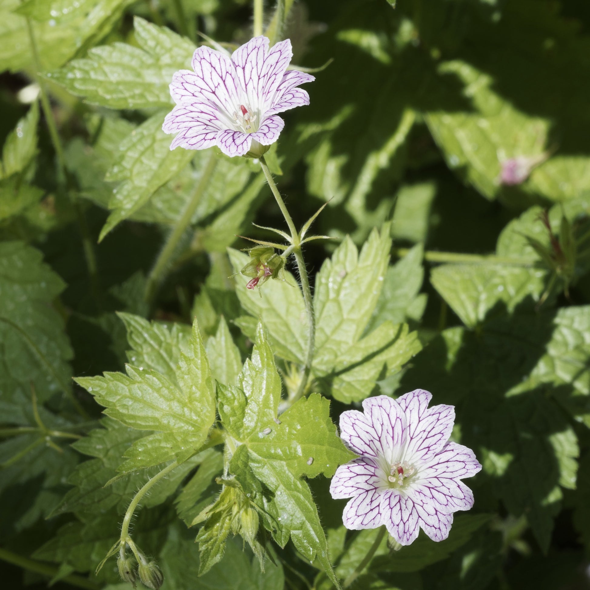 Geranium oxonianum katharine adèle , himalayense, - Stauden-Storchschnabel Mischung (x9) - Geranien