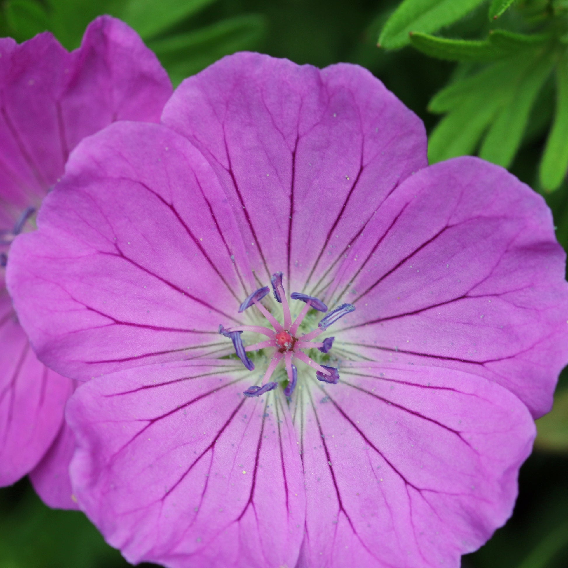 Geranien - Stauden-Storchschnabel Mischung (x9) - Geranium oxonianum katharine adèle , himalayense,