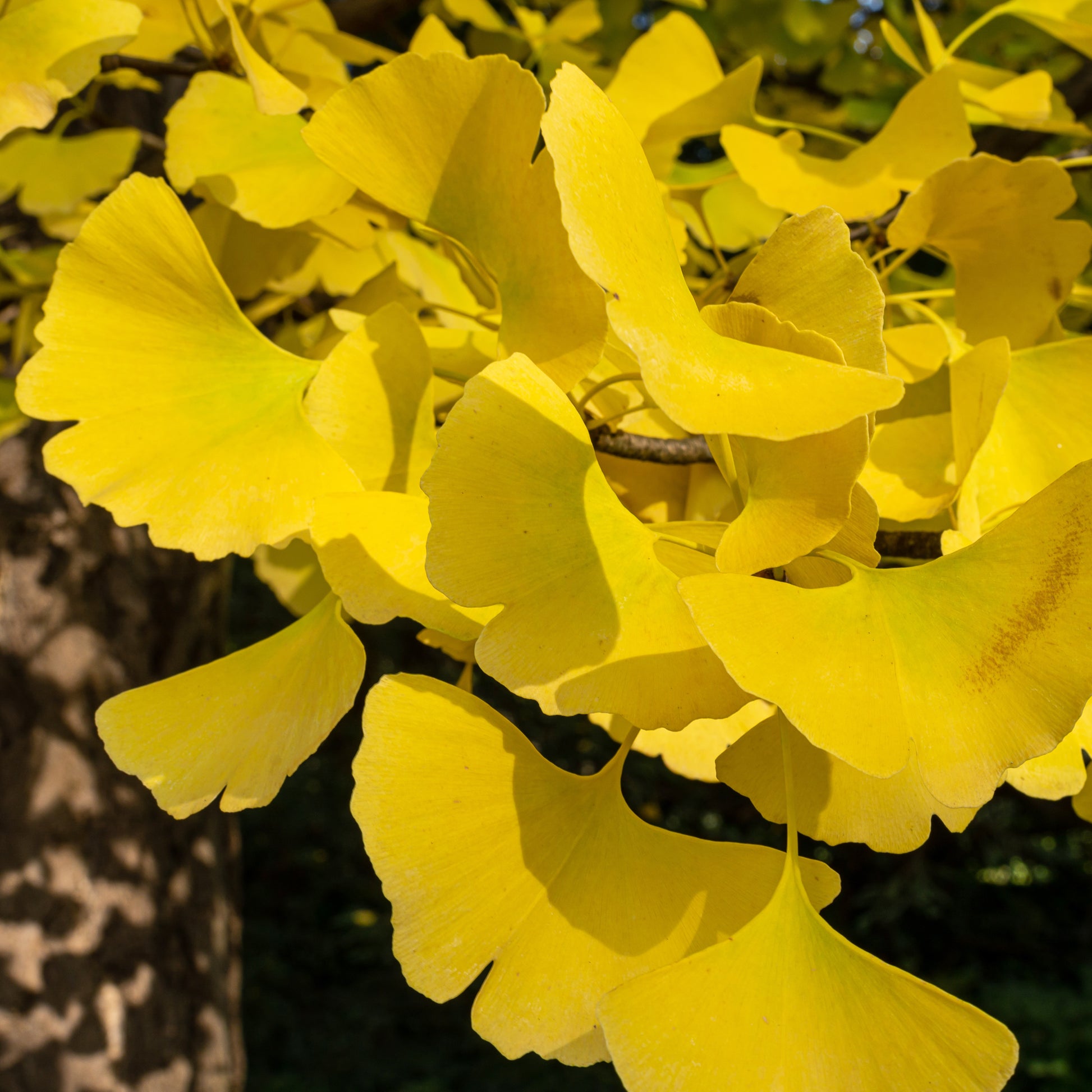 Ginkgo biloba 'Blagon' - Ginkgo biloba blagon - Bakker