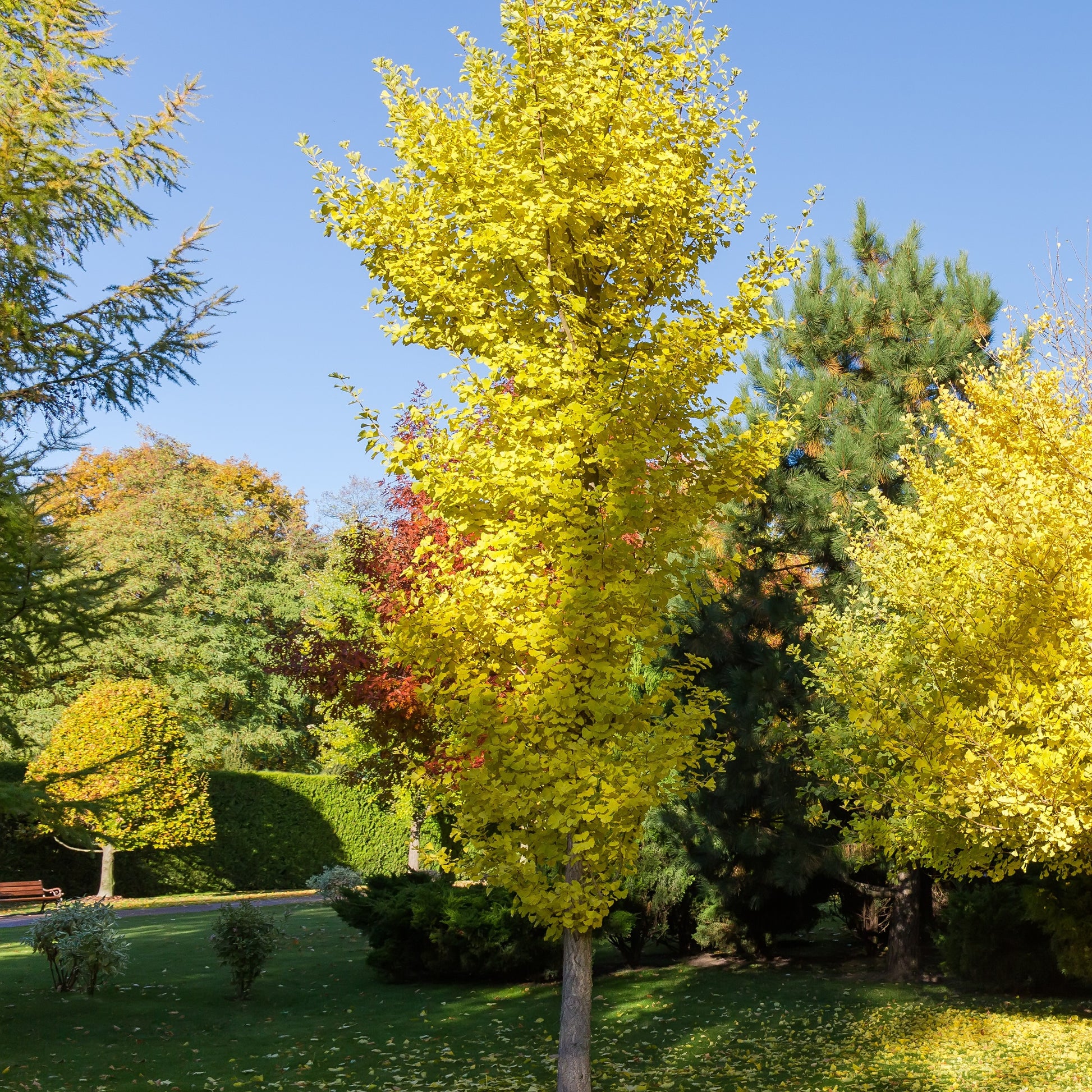 Ginkgo biloba blagon - Ginkgo biloba 'Blagon' - Bäume