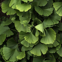 Bäume - Ginkgo biloba 'Blagon' - Ginkgo biloba blagon