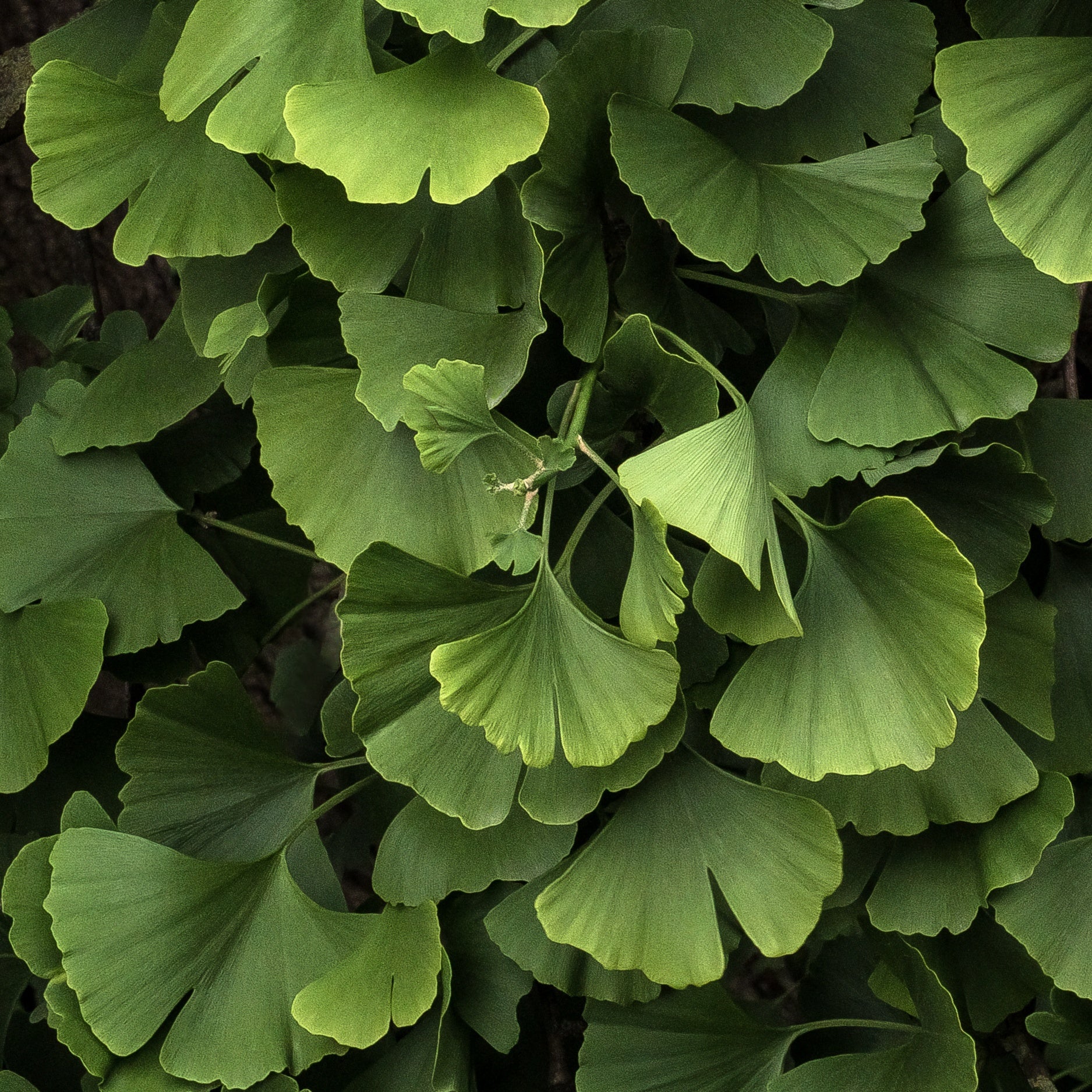 Bäume - Ginkgo biloba 'Blagon' - Ginkgo biloba blagon