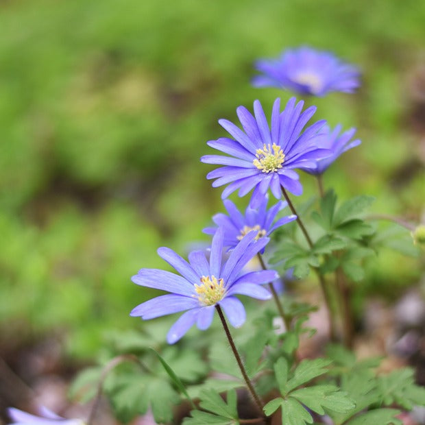 Balkan-Windröschen 'Blue Shades' (x30) - Anemone blanda Blue Shades - Bakker